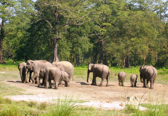 Chapramari Wildlife Sanctuary Dooars