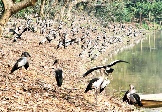 Kulik Bird Sanctuary